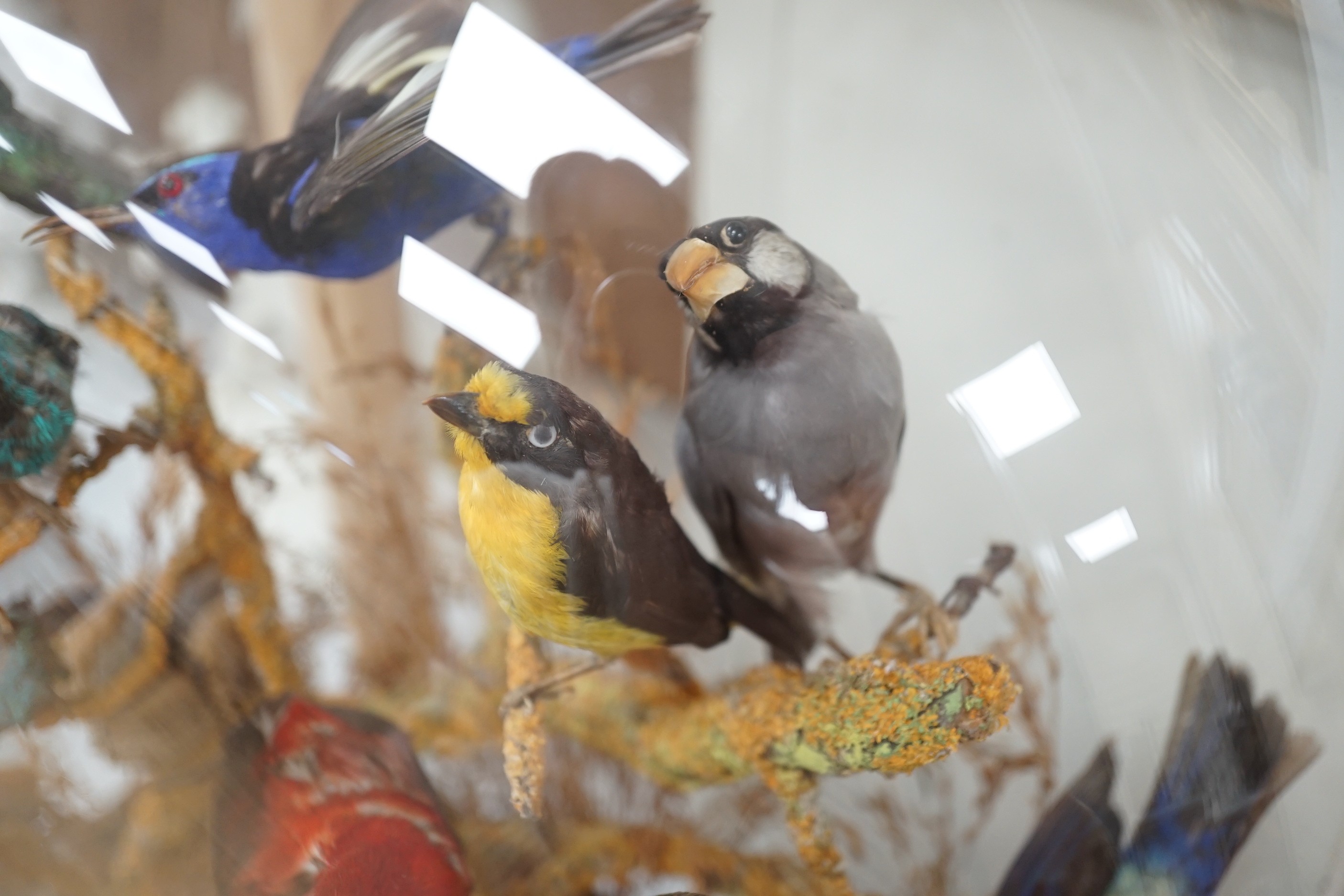 A Victorian taxidermic exotic aviary group of mainly South American birds, to include a Venezuelan troupial, seven-coloured tanager, white-bellied hummingbird etc., under glazed dome. 51.5cm high overall